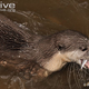 Illustration for article titled Monday Mustelid - Lutrogale perspicillata Edition